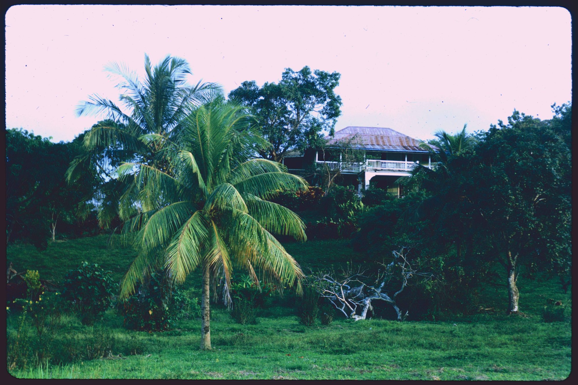house&palm