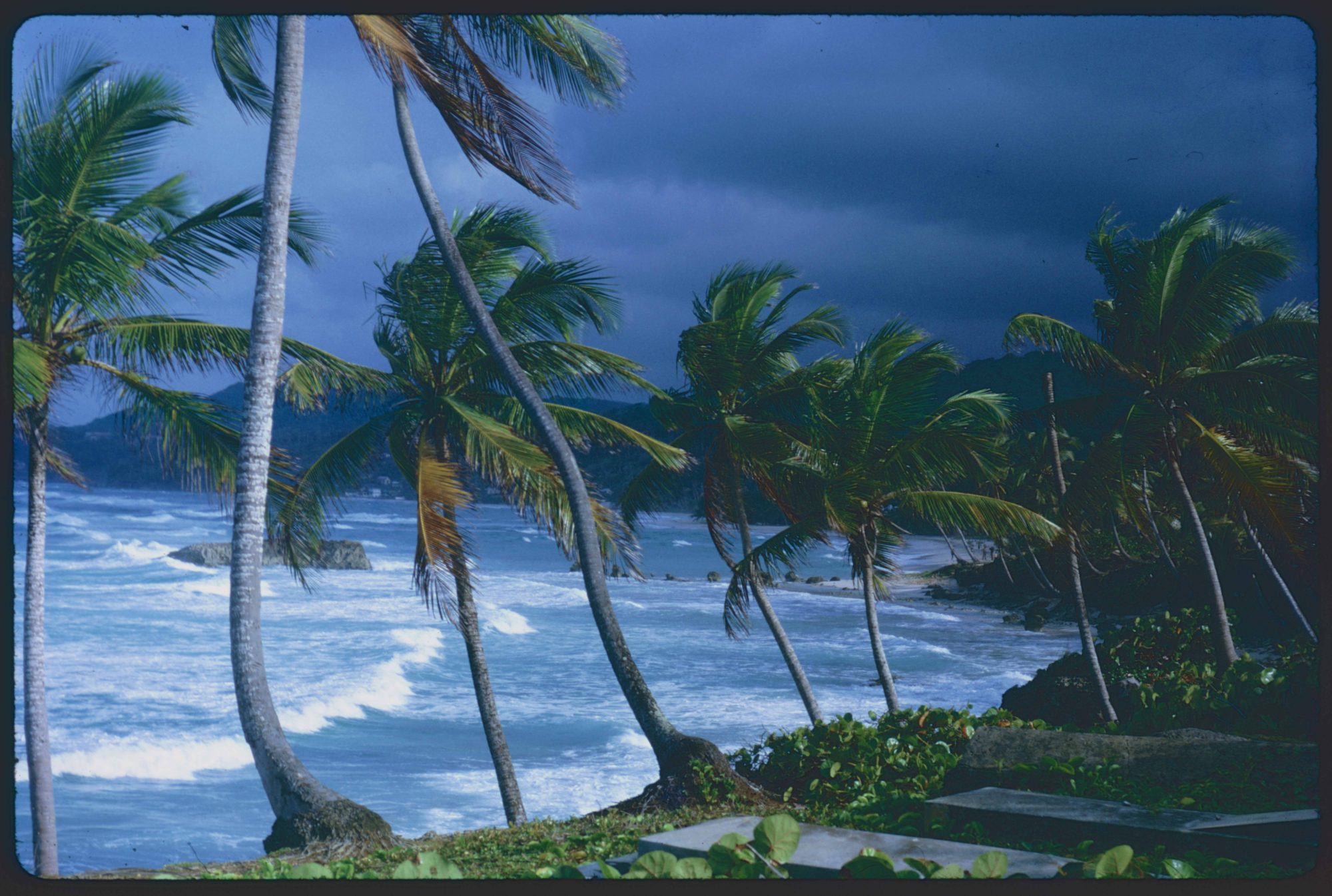 palms_longbay-jamaica